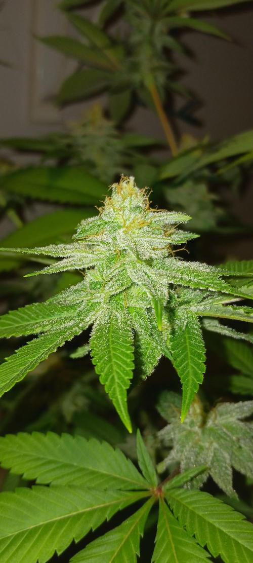 Fall Winter 2025. Week 11 - GDP