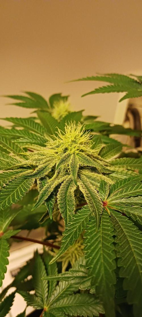 Fall Winter 2025. Week 11 - OG