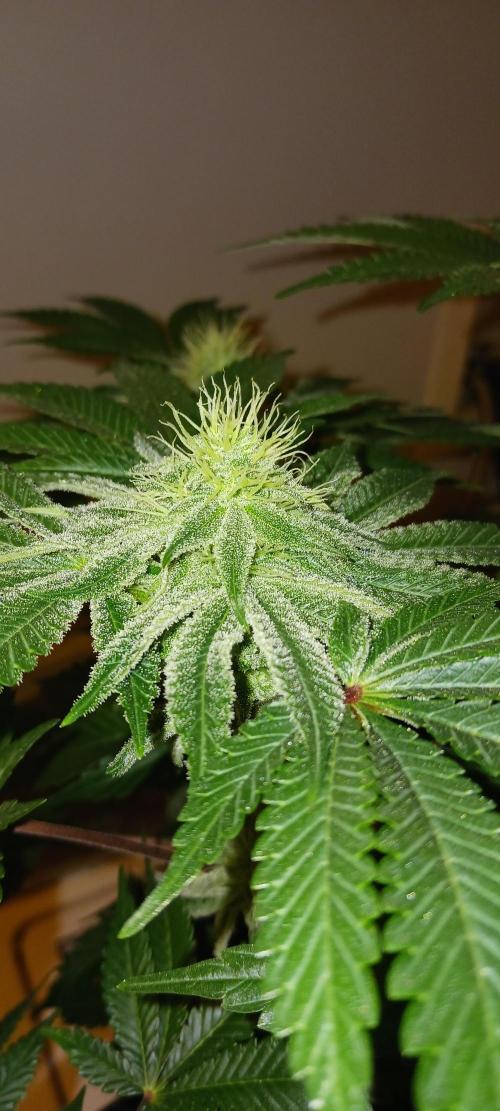 Fall Winter 2025. Week 11 - OG