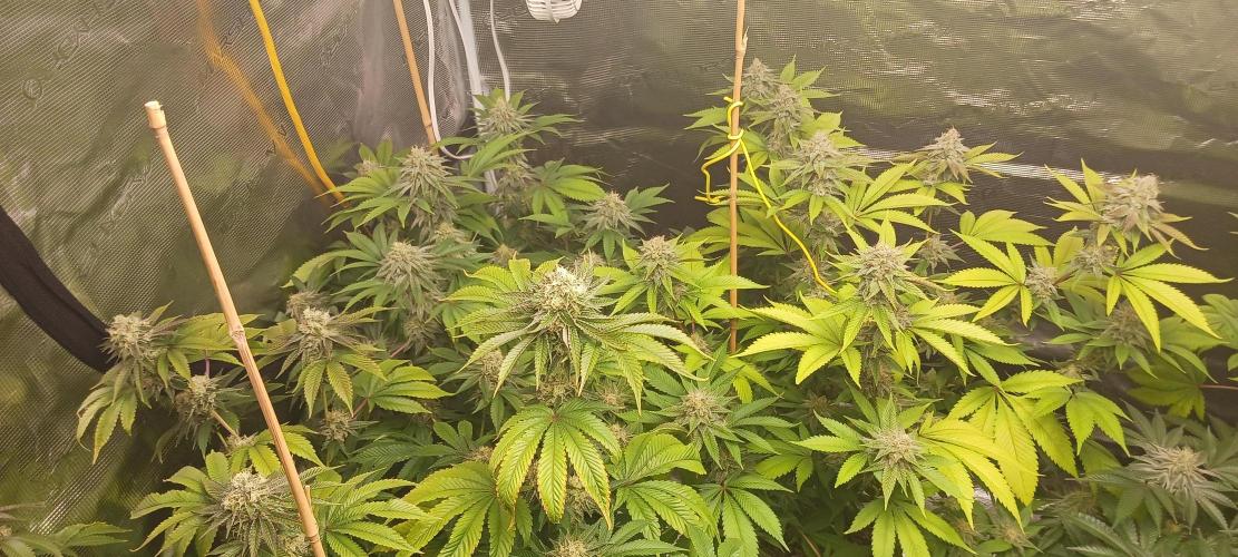 Fall Winter 2025. Week 12