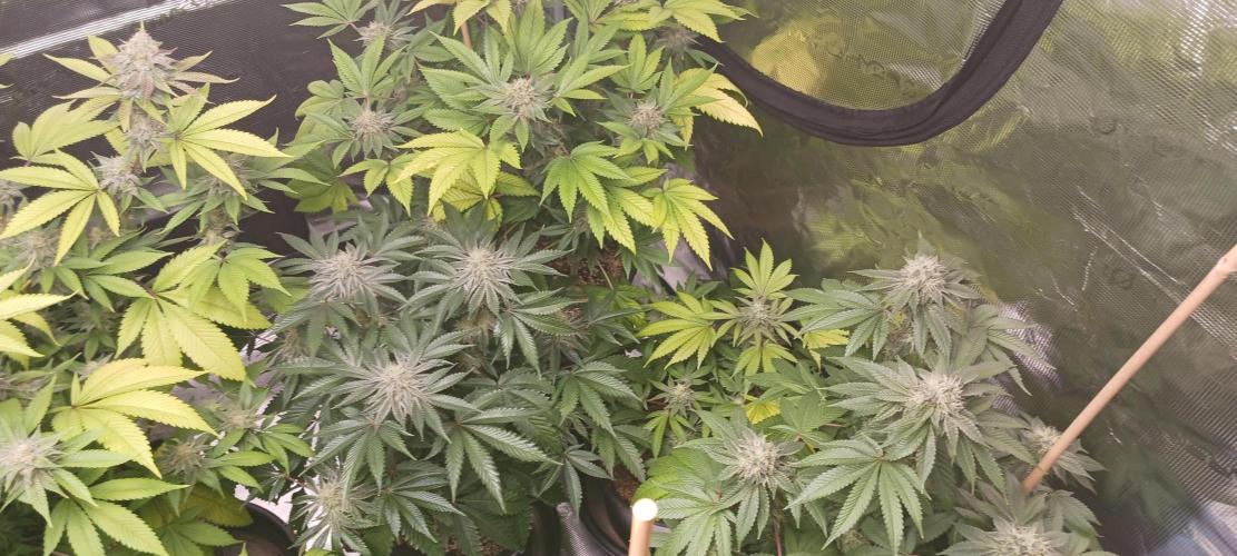 Fall Winter 2025. Week 12 - Og Kush mid upper RC far right mid GCM