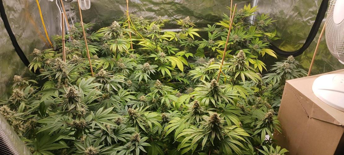 Fall Winter 2025. Week 12