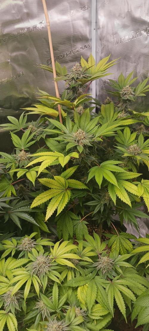 Fall Winter 2025. Week 12