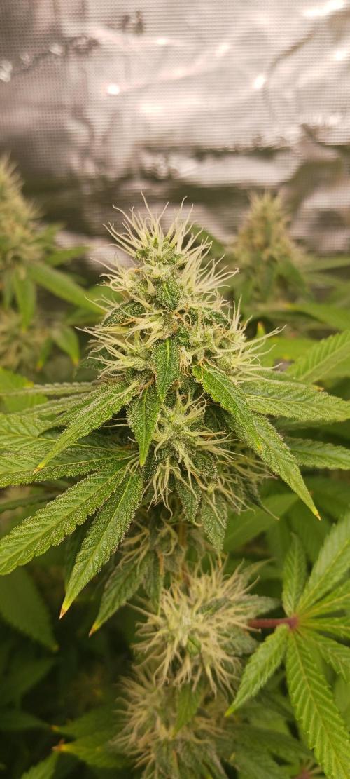 Fall Winter 2025. Week 12