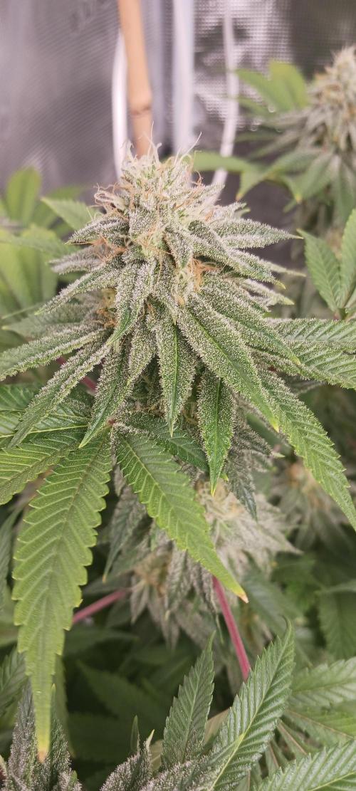 Fall Winter 2025. Week 12 - GCM