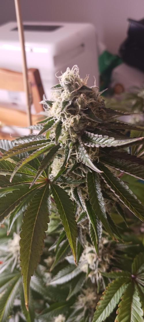 Fall Winter 2025. Week 12