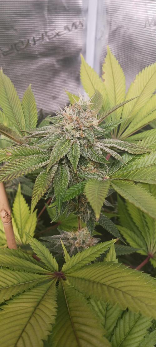 Fall Winter 2025. Week 12