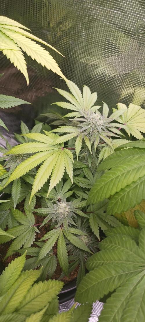 Fall Winter 2025. Week 12