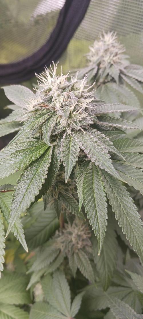 Fall Winter 2025. Week 12