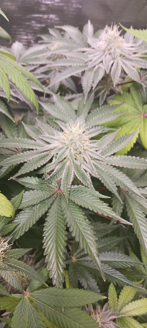 Fall Winter 2025. Week 12