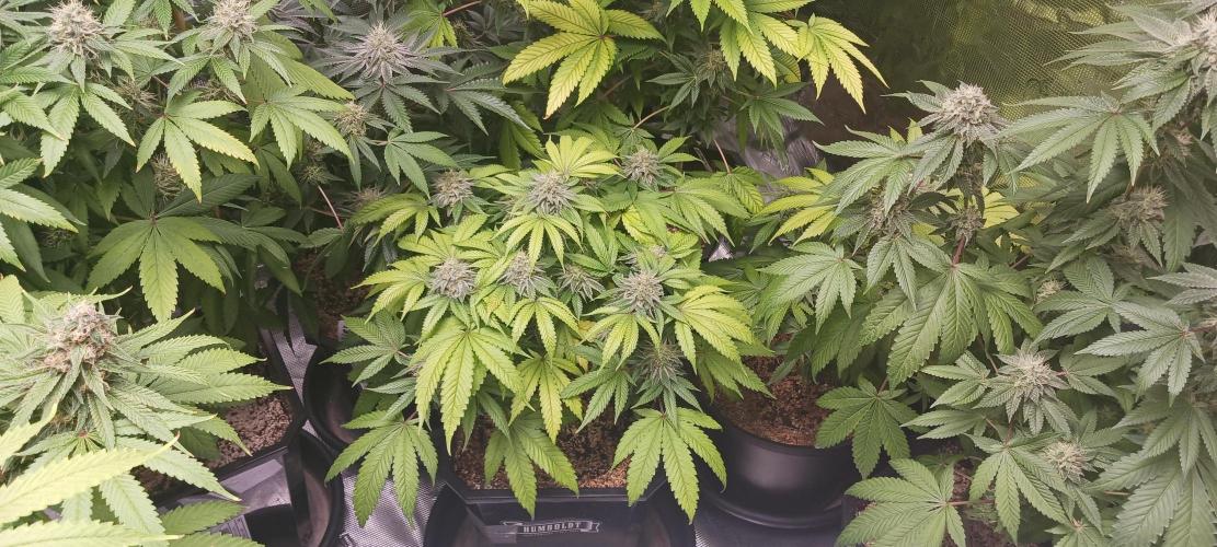 Fall Winter 2025. Week 12