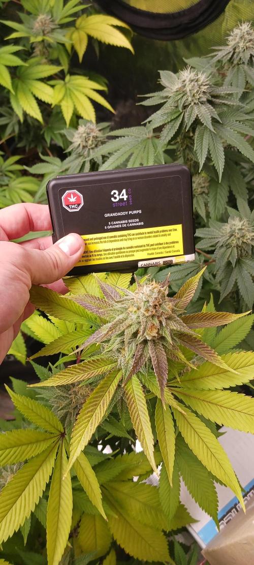 Fall Winter 2025. Week 12 - Well done 34 street!