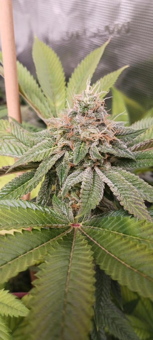 Fall Winter 2025. Week 13 - OG Kush 1 34 Street Seed CO