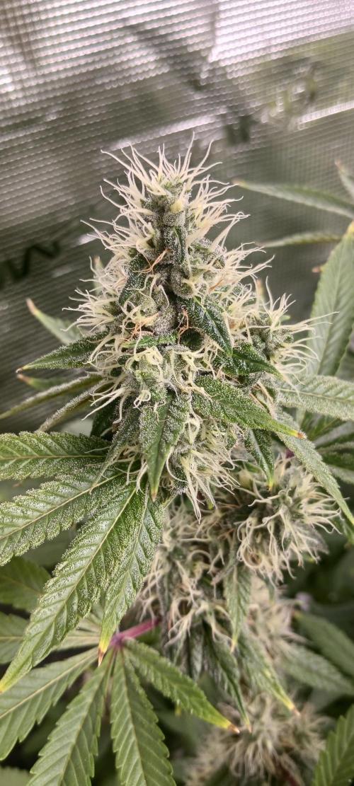 Fall Winter 2025. Week 13 - OG Kush 2 34 Street Seed CO