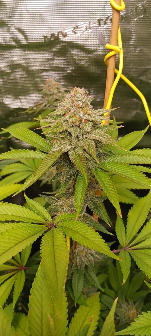 Fall Winter 2025. Week 13 - GDP 1 34 Street Seed CO