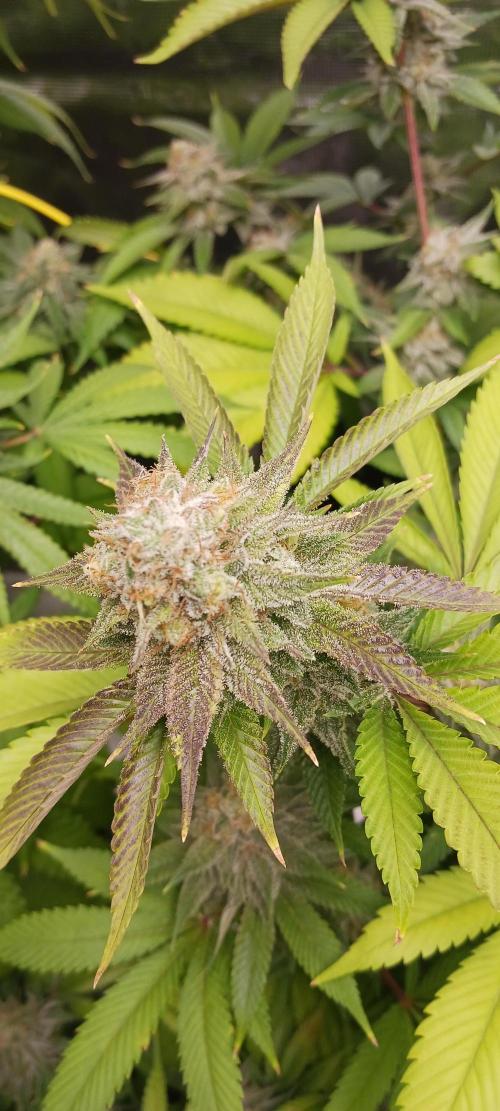 Fall Winter 2025. Week 13 - GDP 1 34 Street Seed CO