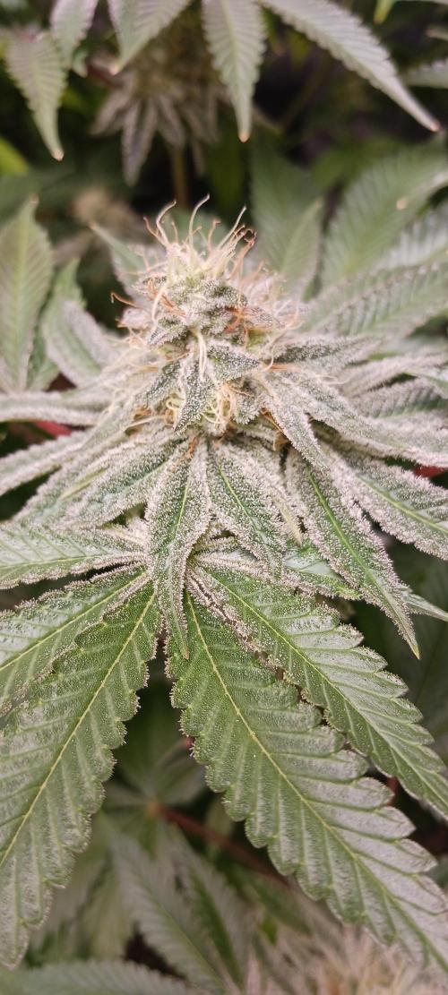 Fall Winter 2025. Week 13 - Green Crack X MAC Jordan of the Island Seeds