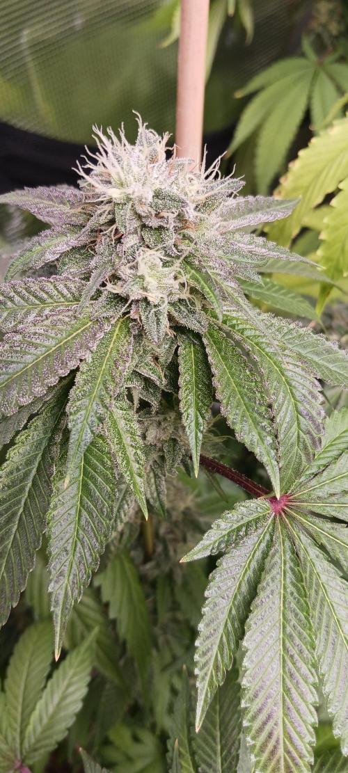 Fall Winter 2025. Week 13 - Remo Chemo Dinafem Seeds