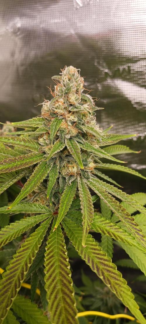 Fall Winter 2025. Week 13 - Fruity Punch 2 Elev8 Seeds