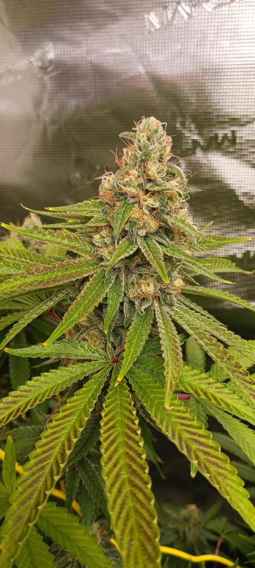 Fall Winter 2025. Week 13 - Fruity Punch 2 Elev8 Seeds