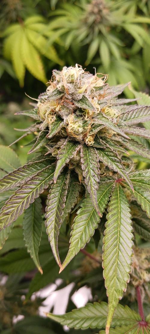 Fall Winter 2025. Week 13 - Fruity Punch Elev8 Seeds