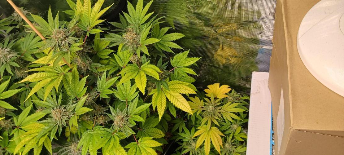 Fall Winter 2025. Week 13