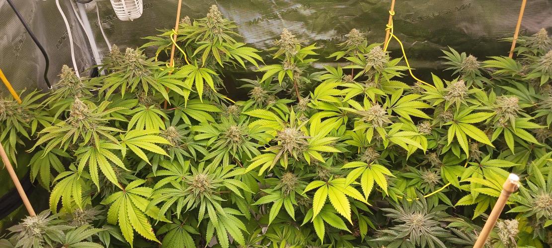 Fall Winter 2025. Week 13