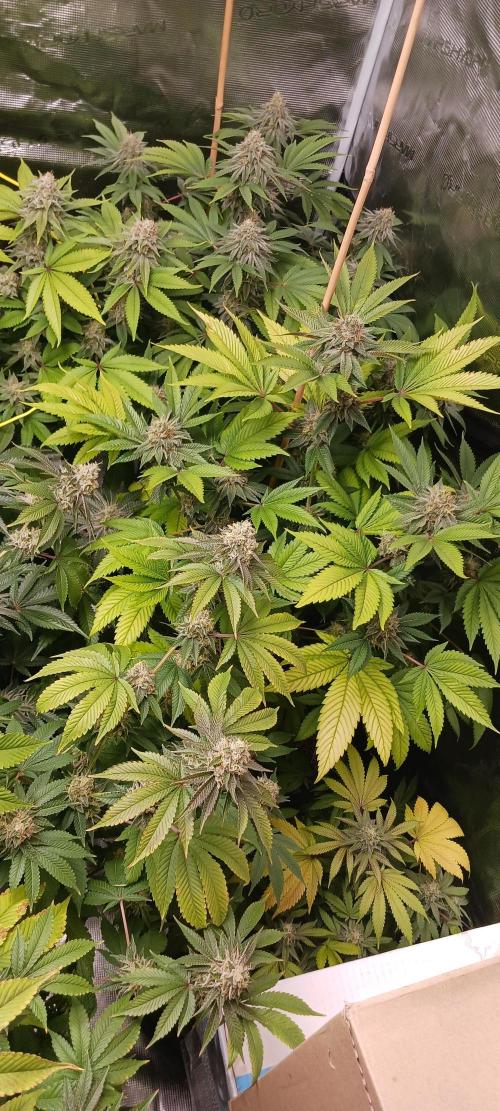 Fall Winter 2025. Week 13