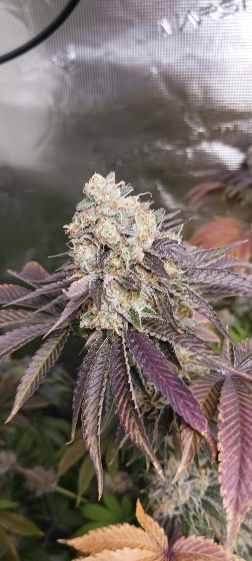 Fall Winter 2025. Week 14 - FP