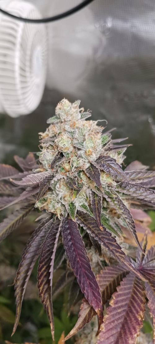 Fall Winter 2025. Week 14 - FP