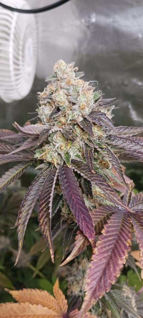 Fall Winter 2025. Week 14