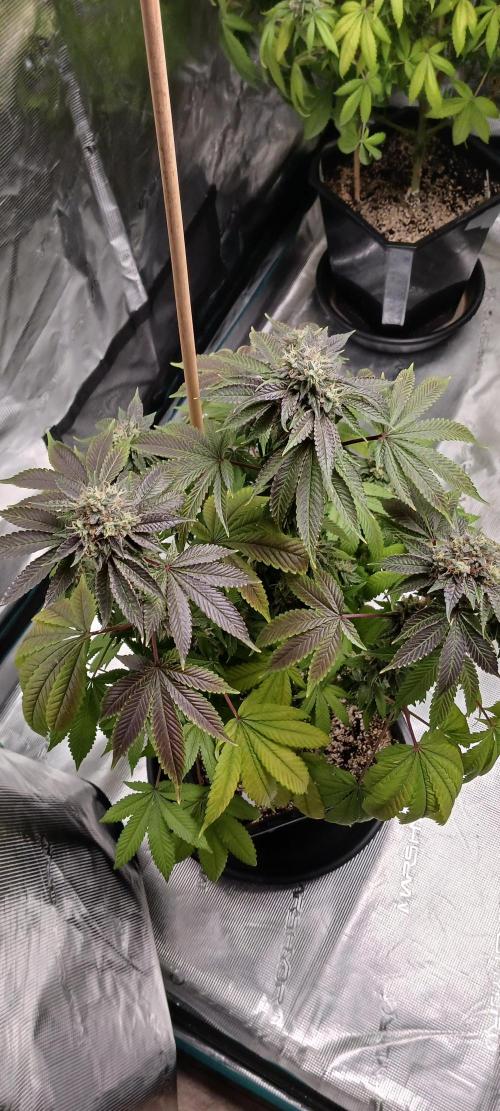 Fall Winter 2025. Week 14 - Remo Chemo