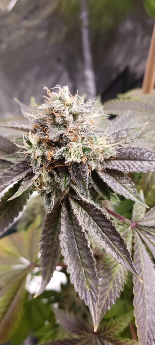 Fall Winter 2025. Week 14 - Remo Chemo