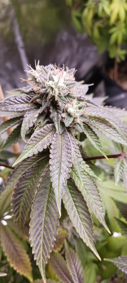 Fall Winter 2025. Week 14 - Remo Chemo