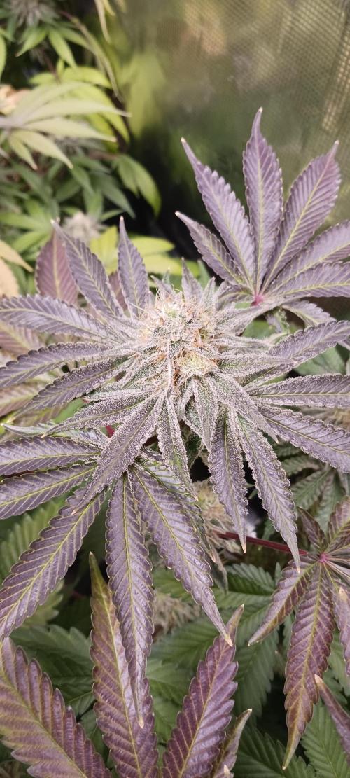 Fall Winter 2025. Week 14 - Green Crack X MAC