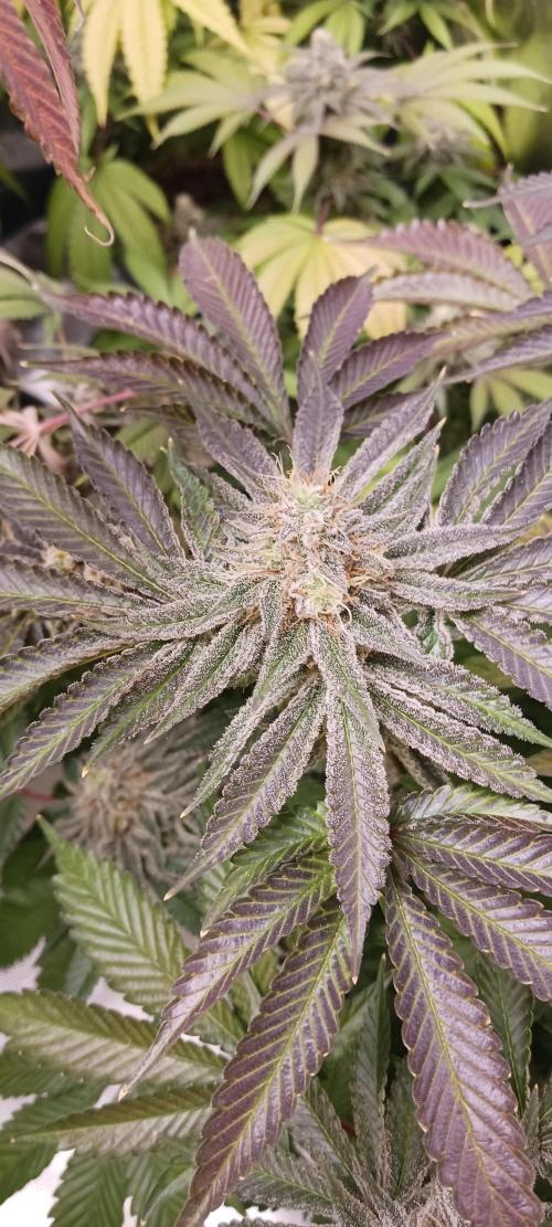 Fall Winter 2025. Week 14 - Green Crack X MAC