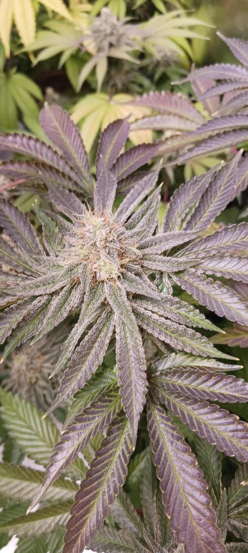 Fall Winter 2025. Week 14 - Green Crack X MAC