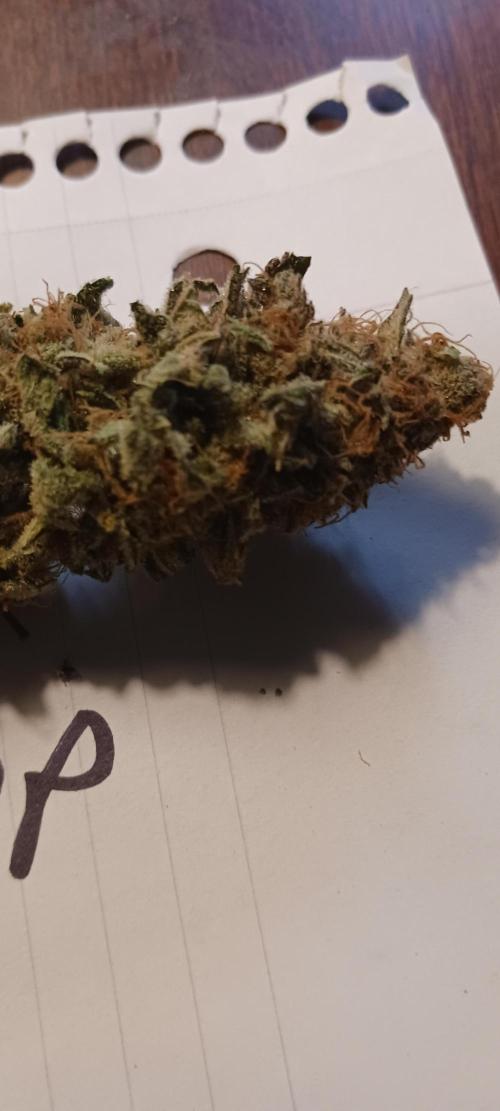 Fall Winter 2025. Week 15