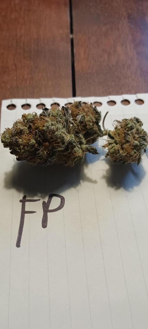 Fall Winter 2025. Week 15