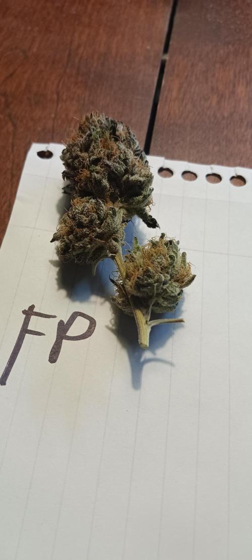 Fall Winter 2025. Week 15