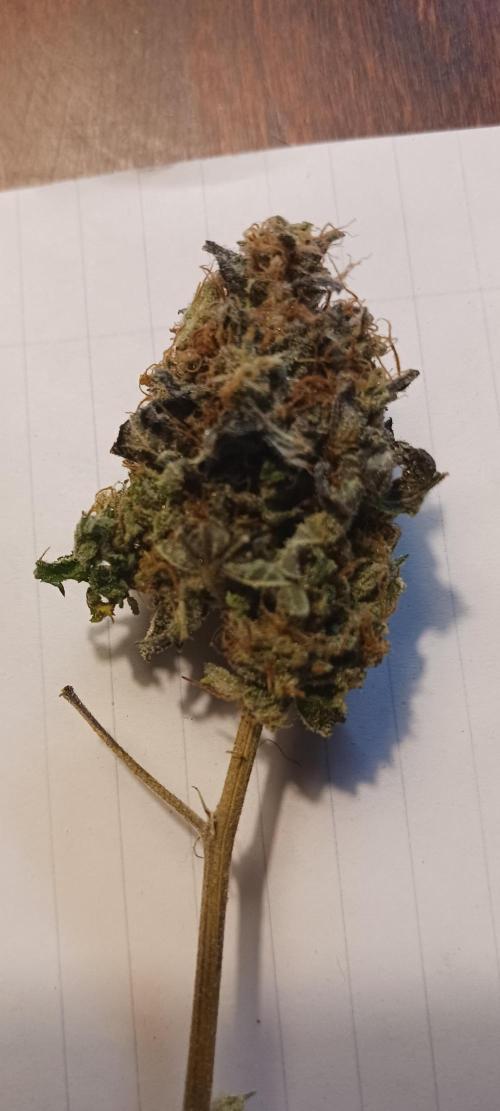 Fall Winter 2025. Week 15