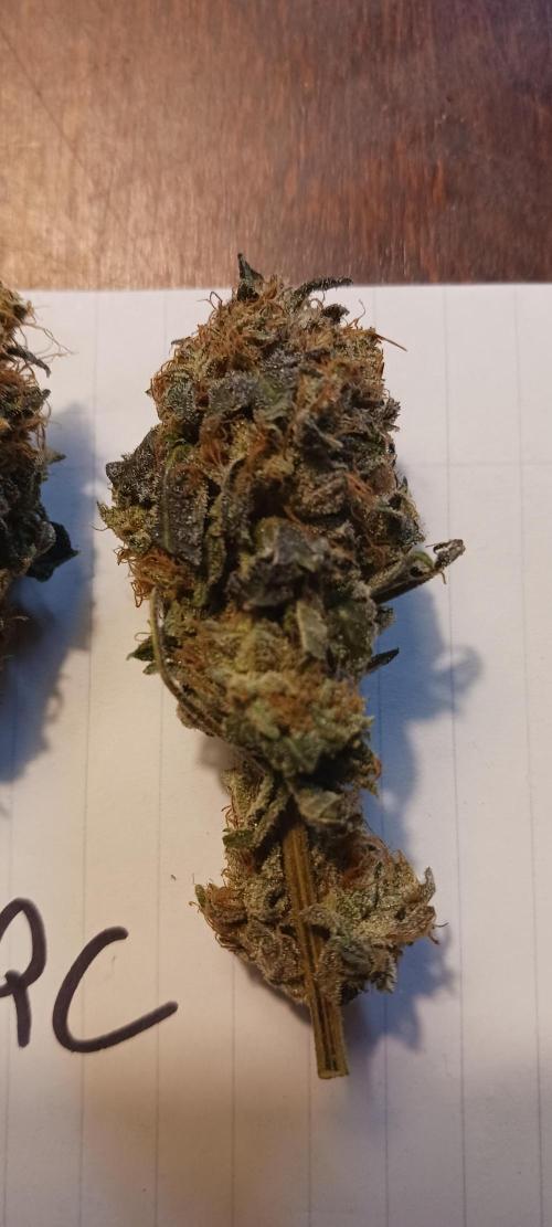 Fall Winter 2025. Week 15