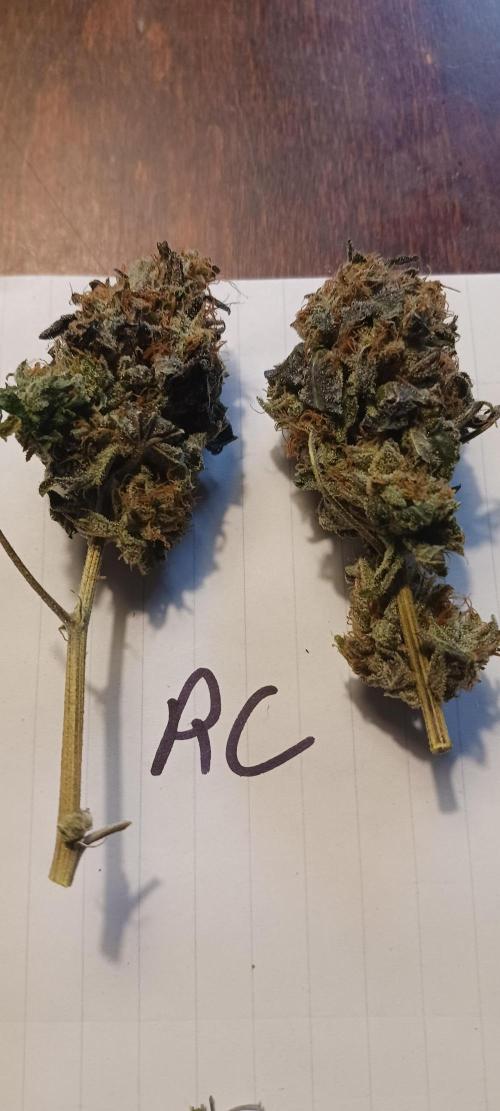 Fall Winter 2025. Week 15