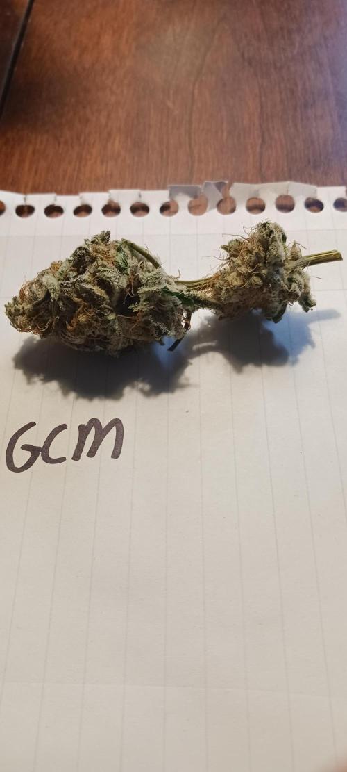 Fall Winter 2025. Week 15