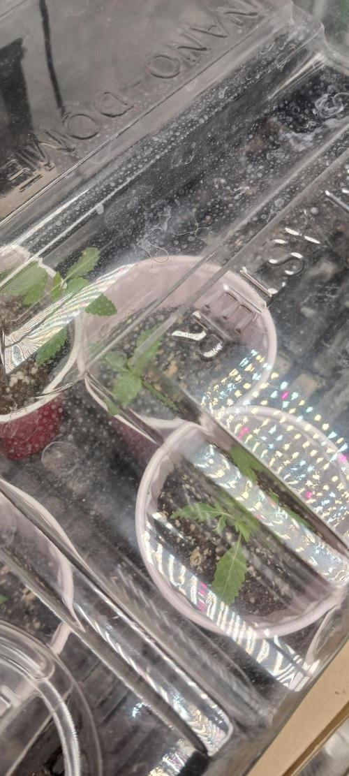 Winter-Spring 2026. Week 0