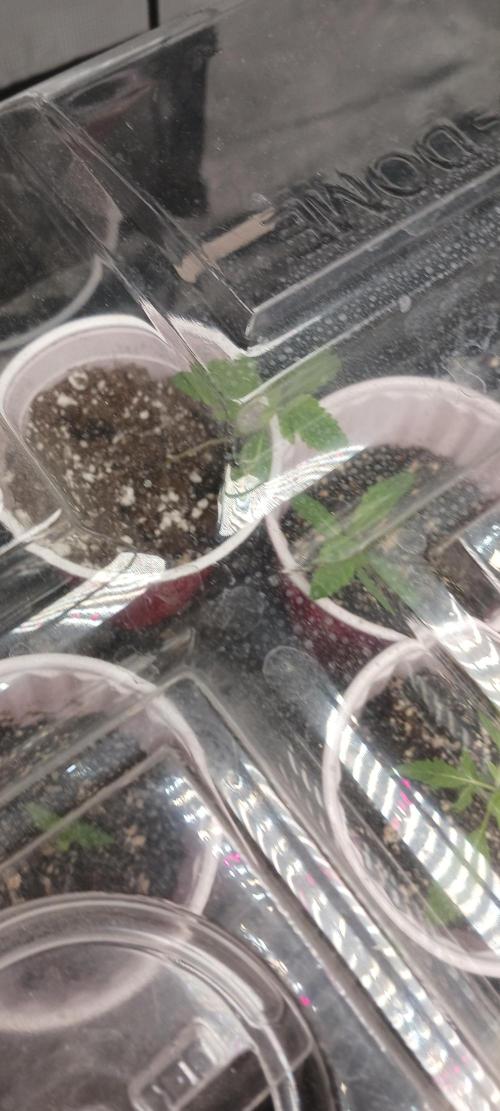 Winter-Spring 2026. Week 0