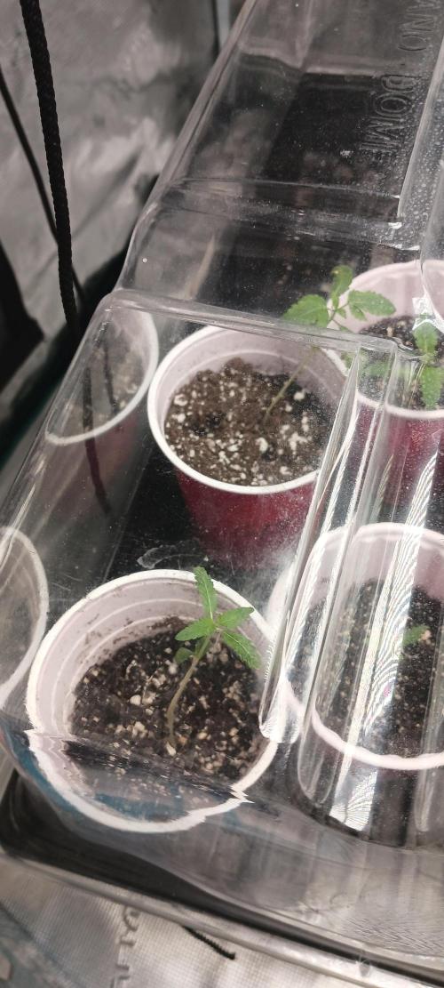 Winter-Spring 2026. Week 0