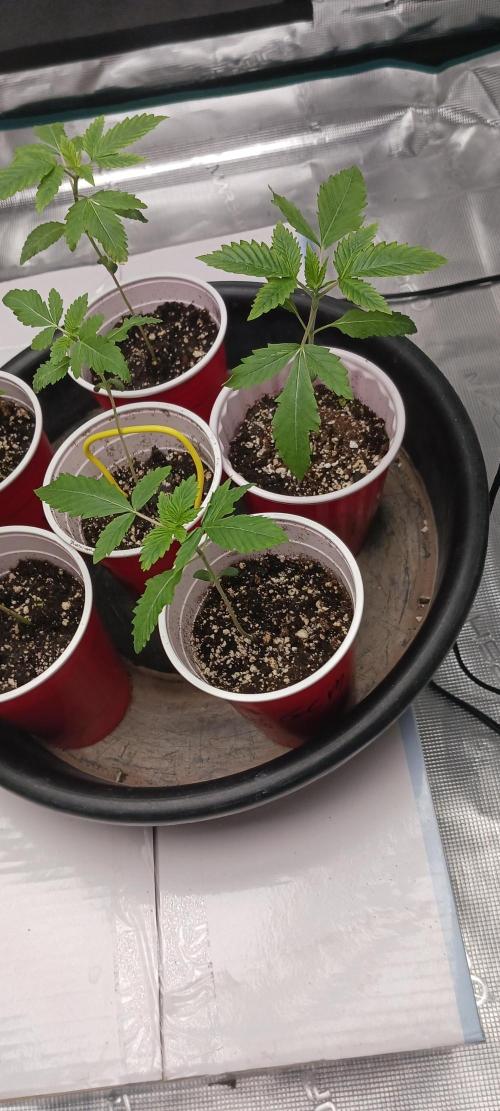 Winter-Spring 2026. Week 0