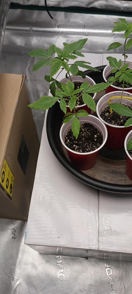 Winter-Spring 2026. Week 0