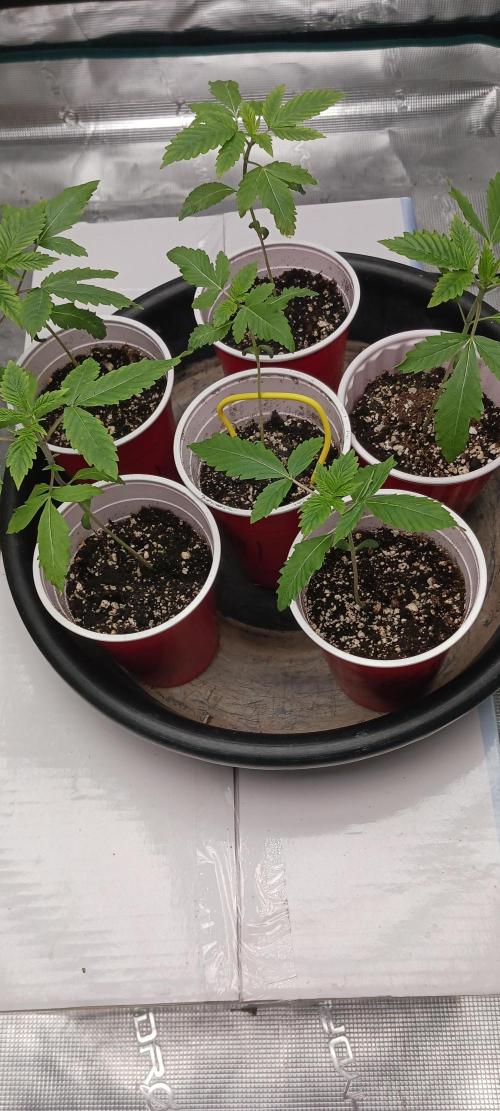 Winter-Spring 2026. Week 0